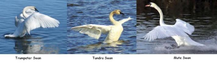Swans in North America