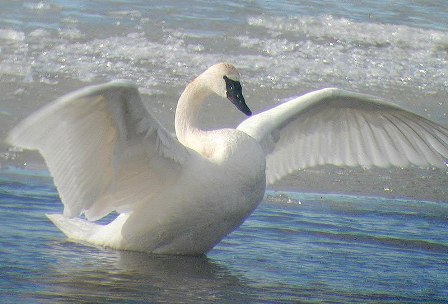 Majestic Trumpeter Swan Go to: