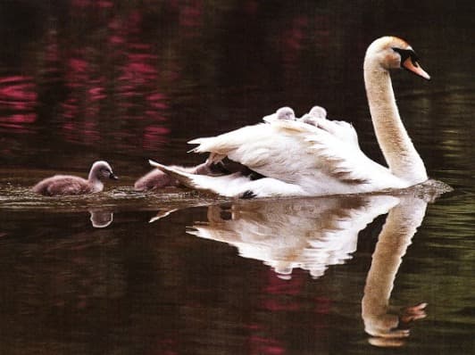 Mute Swan and Cygnets