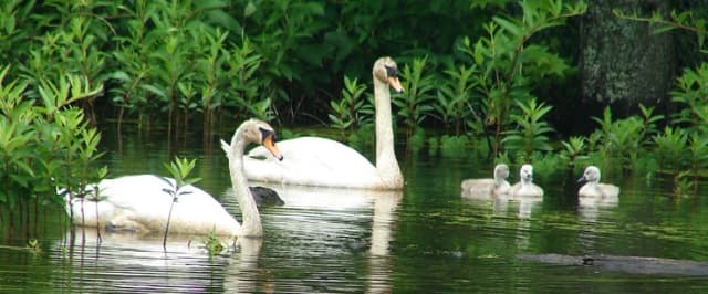 Family of Mute Swans