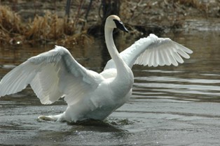 swan wingspan