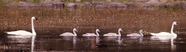 Trumpeter Swan Family Swimming