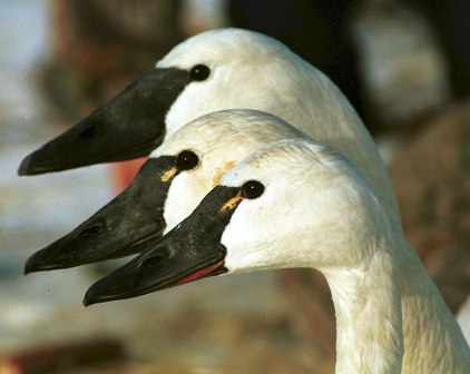 Trumpeter with Tundra Swans