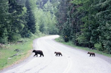 Bear family crossing road