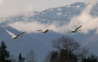 swan migration