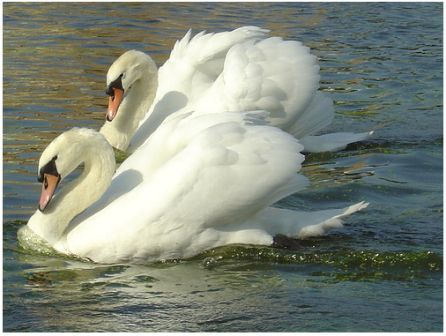 The Mute Swan, introduced to North America by Europe and Asia, has become a problem today due to its population growing out of proportion.