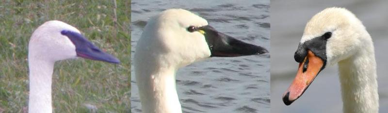 Bills of Trumpeter, Tundra and Mute Swans