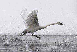 Trumpeter swan taking off