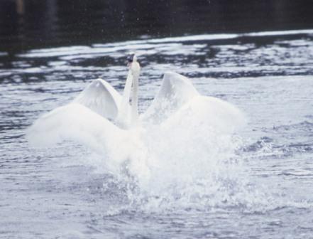 Trumpeter Swans mating