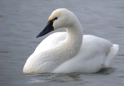 Tundra swan swimming