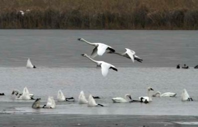 Flock of Tundra Swans
