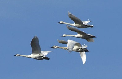 Tundra Swans flying